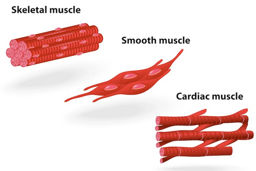 muscle