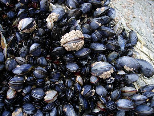 mussel