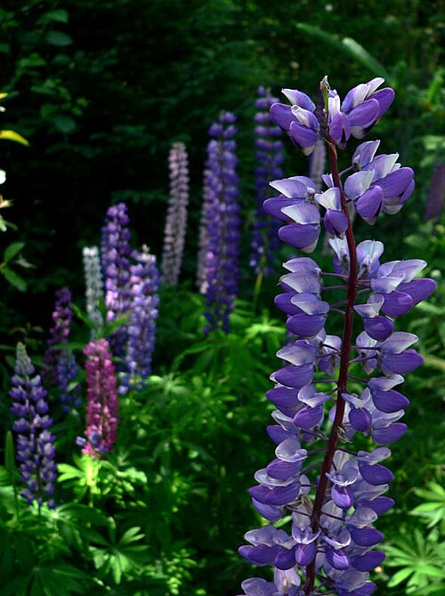 native species