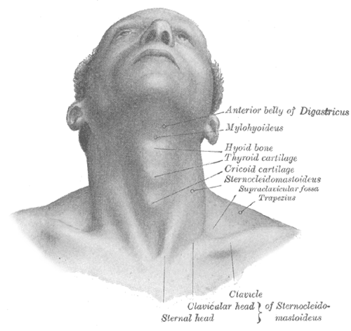 neck