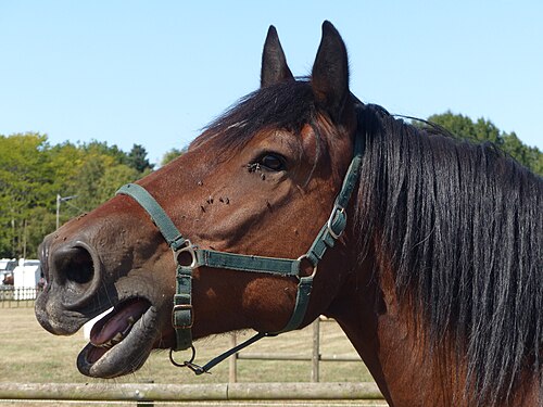 neigh