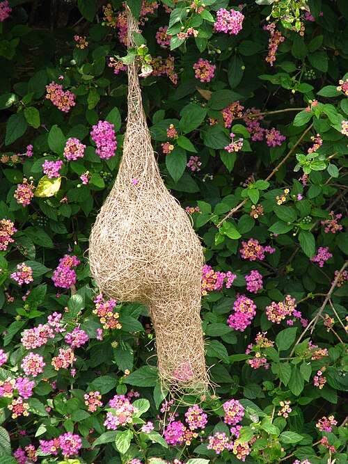 nest