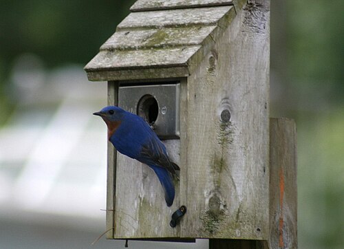 nesting box