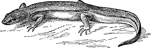 newt