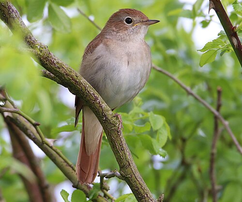 nightingale
