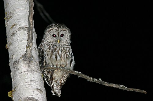 nocturnal