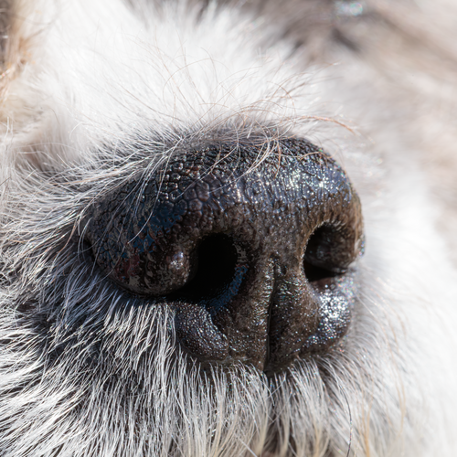 nose