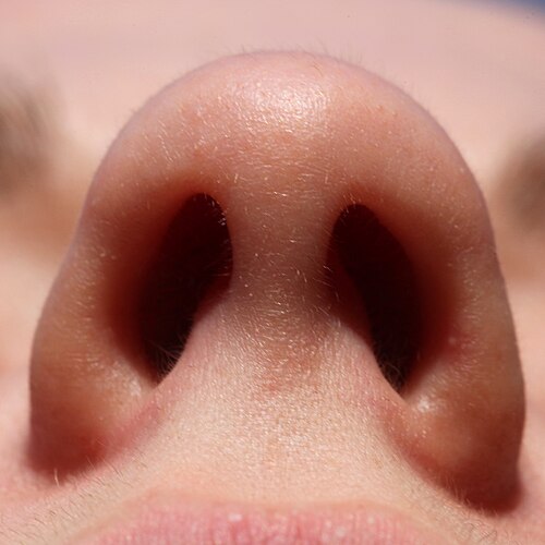 nostril