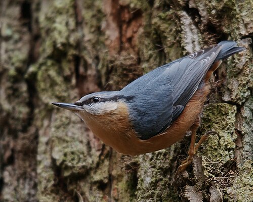 nuthatch