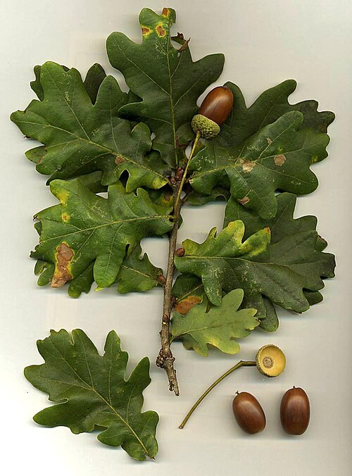 oak