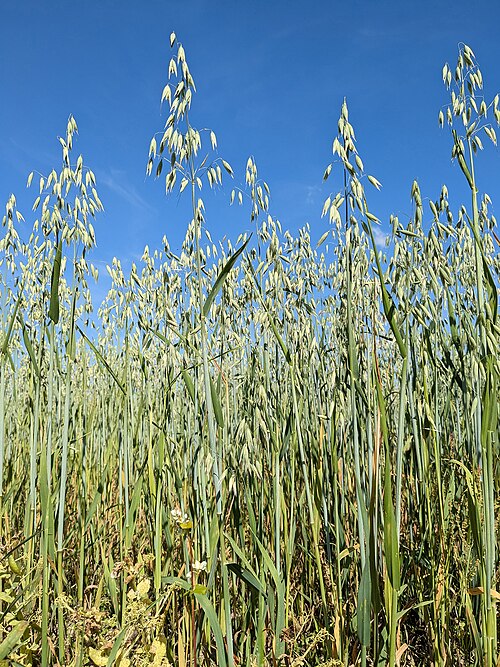 oat