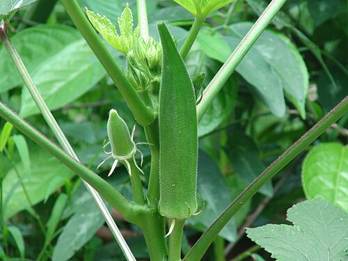 okra