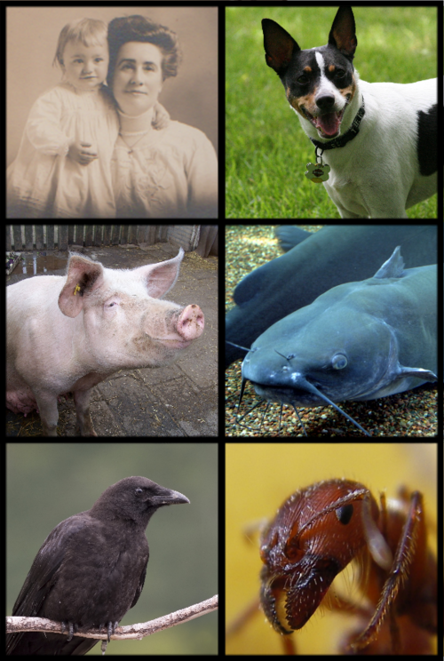 omnivore