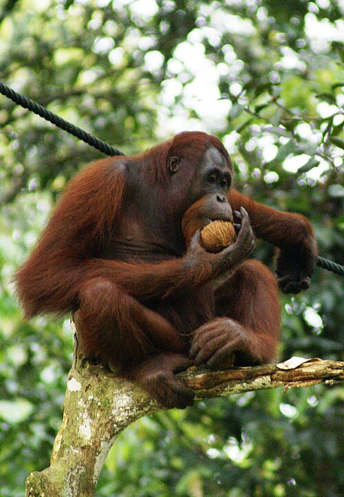 orangutan