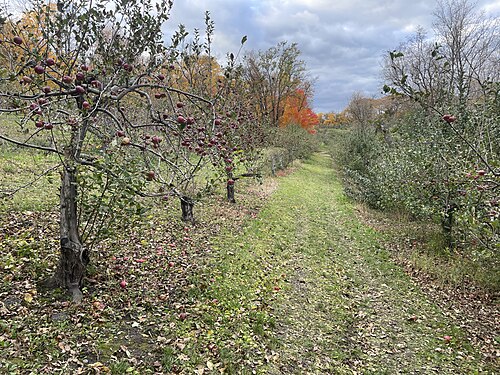orchard