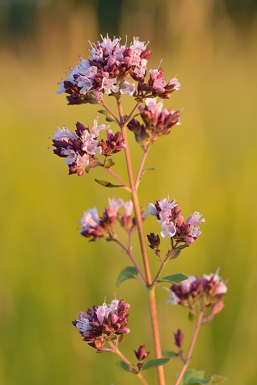 oregano