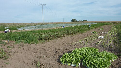 organic farming