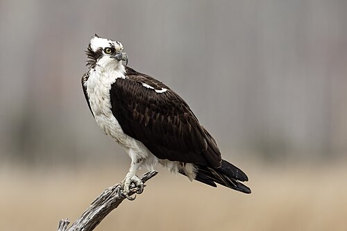 osprey