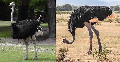 ostrich