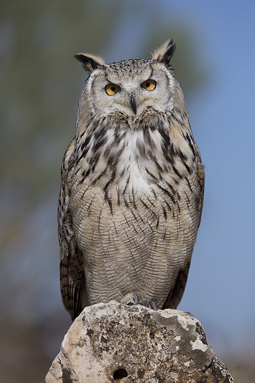 owl