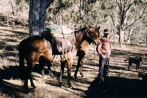 packhorse