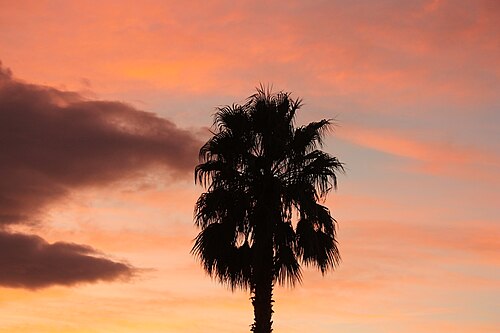 palm tree