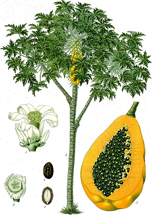papaya