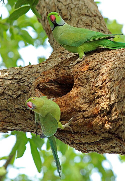 parakeet