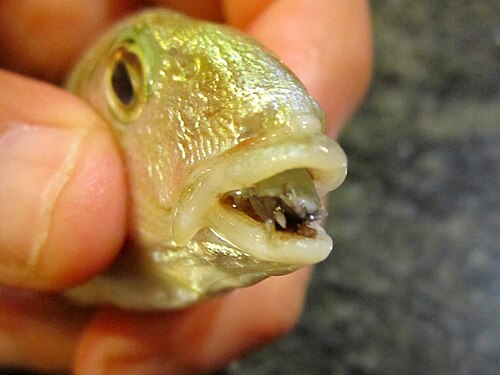 parasitic