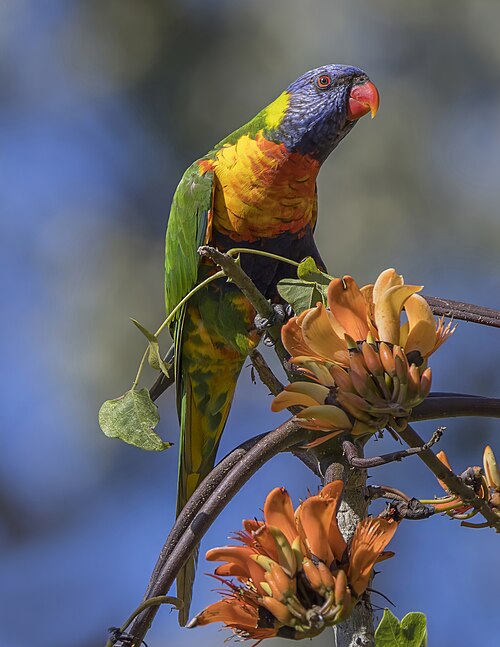 parrot