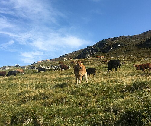 pasture