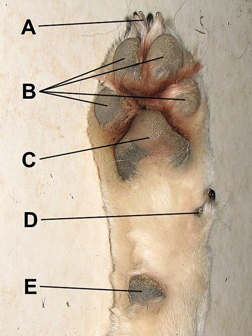 paw