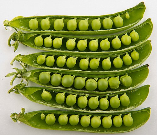 pea