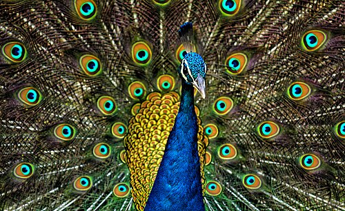 peacock