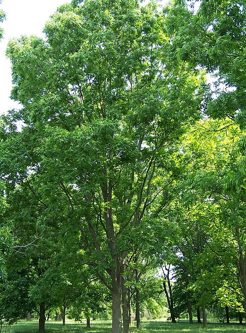 pecan