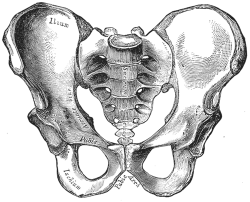 pelvis
