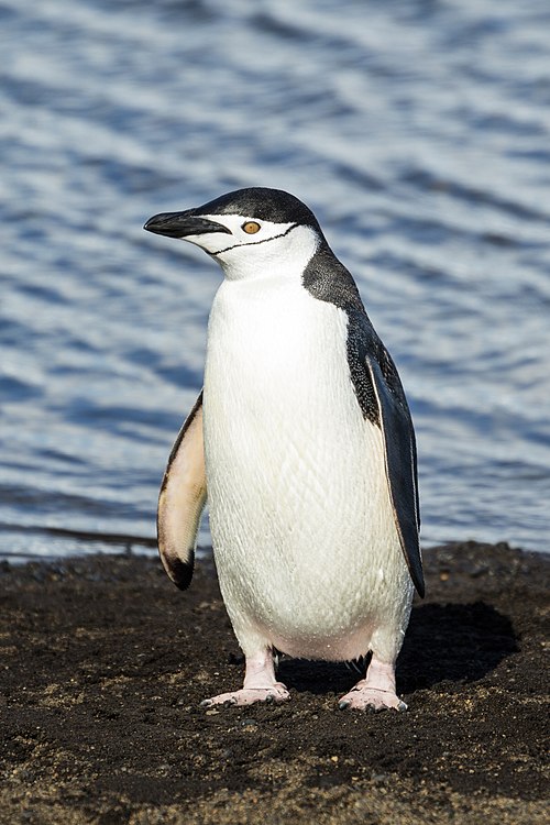 penguin