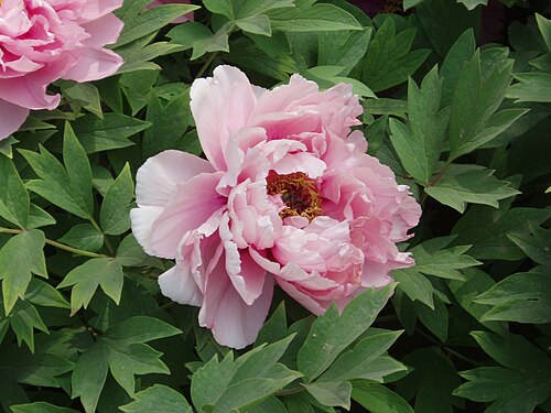 peony