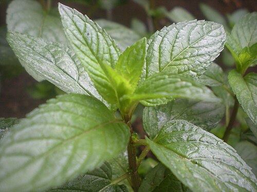 peppermint
