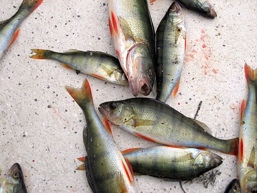 A freshwater fish with dark stripes and a spiny fin.