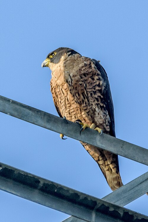 peregrine