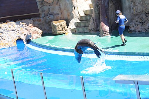 performing seal