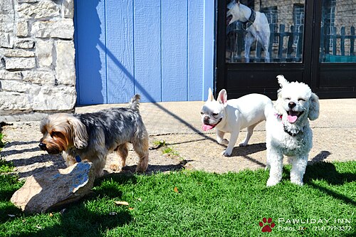 pet sitter