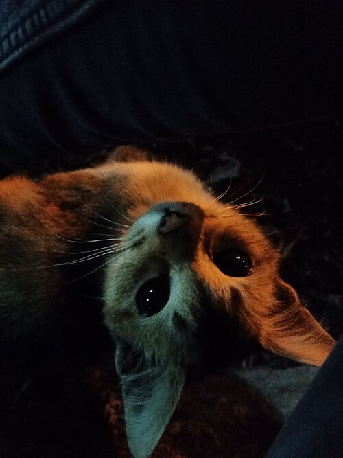 pet