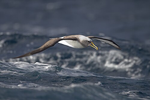 petrel