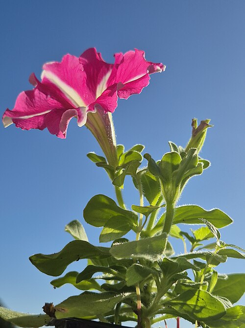 petunia