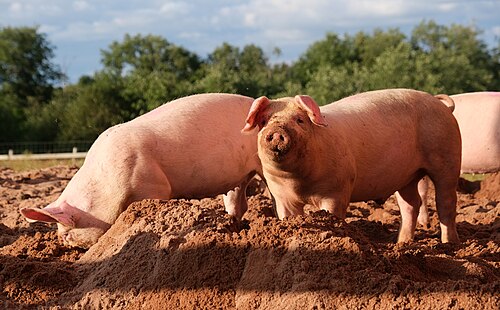 pig