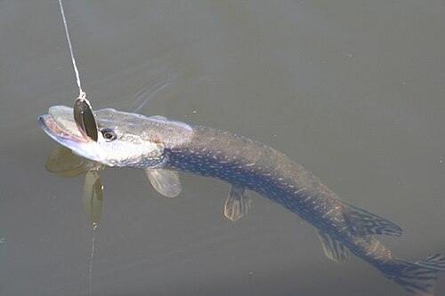 pike