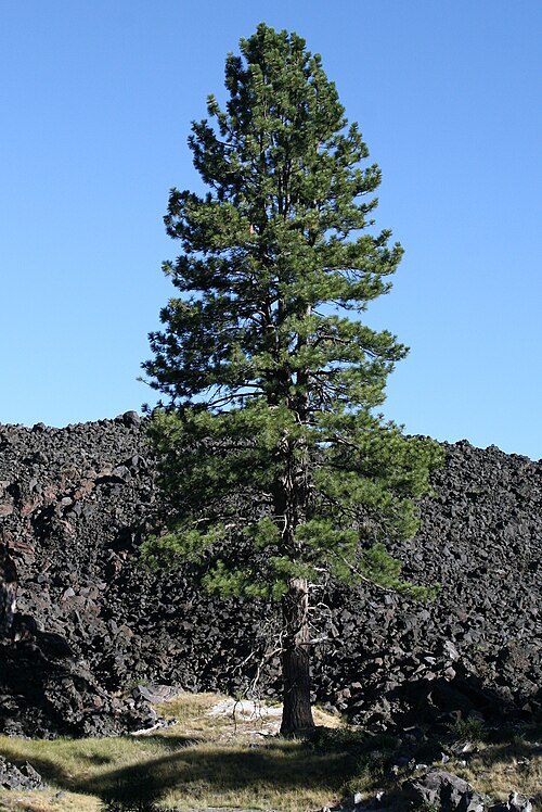 pine