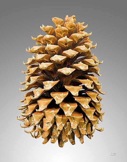pinecone